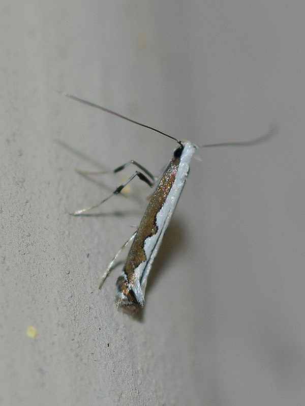 Dialectica scalariella - Gracillariidae